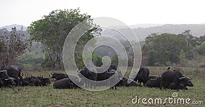 Buffalos Stock Photo