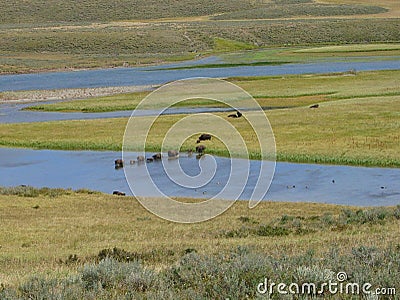 Buffalos at Yellowstone Stock Photo