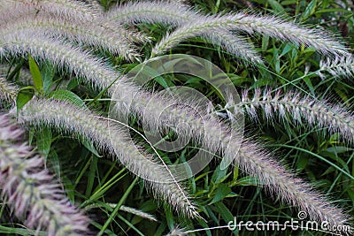 Buffel Grass (Cenchrus Polystachios) Plant Stock Photo