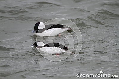 Bufflehead Stock Photo