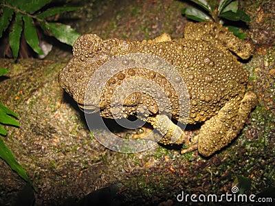 Phrynoidis aspera (River Toad, Rough Toad, Giant Asian Toad, Kodok Buduk Sungai, Kodok Puru Besar) Stock Photo