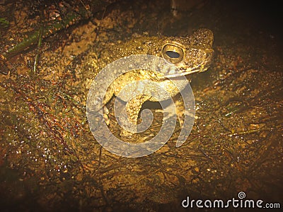 Phrynoidis aspera (River Toad, Rough Toad, Giant Asian Toad, Kodok Buduk Sungai, Kodok Puru Besar) Stock Photo