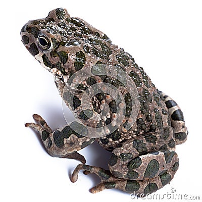 Bufo viridis, European green toad. Stock Photo