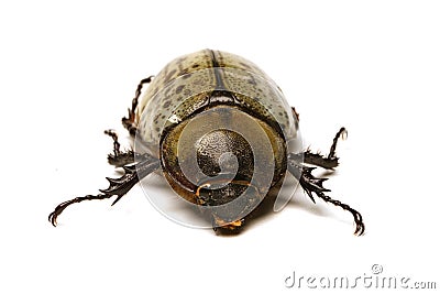 Bug Stock Photo