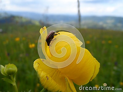 Bug Stock Photo