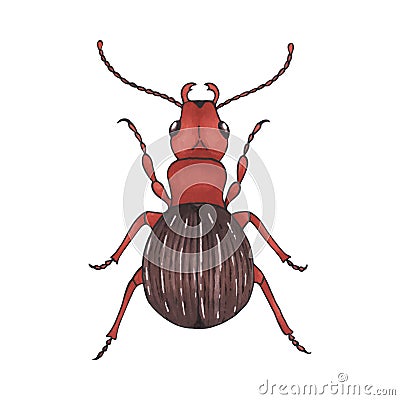 Bug brown. Hand drawn insect illustration, detailed art. Isolated bug on white background Vector Illustration