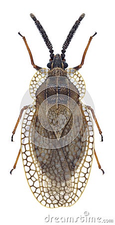 Bug Dictyonota strichnocera Stock Photo