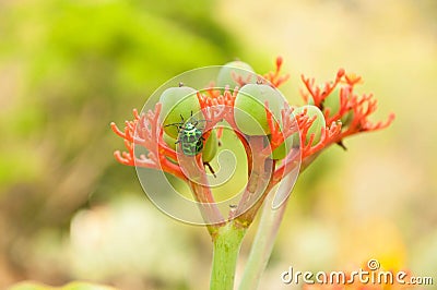 bug and flower relextime green bug Stock Photo