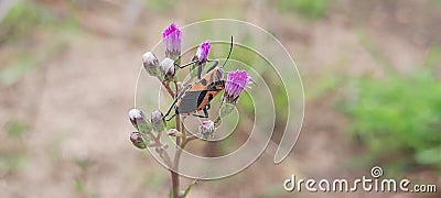 a bug in grass flower Stock Photo