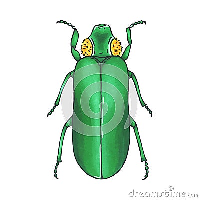 Bug green. Hand drawn insect illustration, detailed art. Isolated bug on white background Vector Illustration