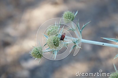 Bug in the green thorny Stock Photo