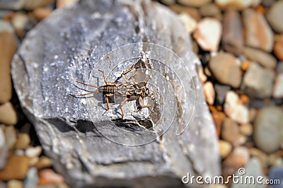 Bug - Larva caddis fly (Plecoptera) Stock Photo