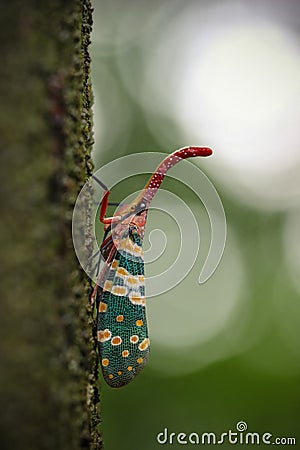 Bug Latern Stock Photo