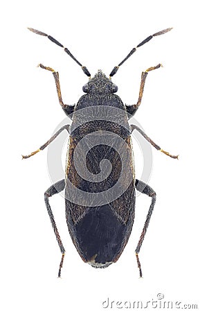 Bug Megalonotus chiragra Stock Photo