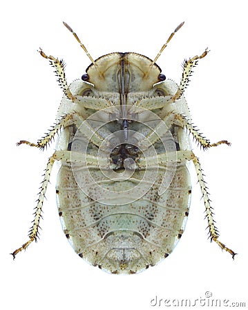 Bug Menaccarus arenicola underside Stock Photo