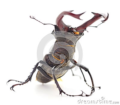 Bug Oryctes Nasicornis Stock Photo