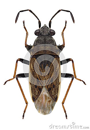 Bug Peritrechus gracilicornis Stock Photo