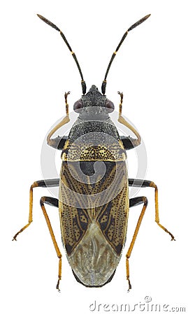 Bug Peritrechus gracilicornis Stock Photo