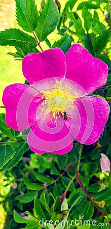 Bug Photobomb on flower Stock Photo