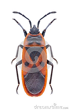 Bug Scantius aegyptius Stock Photo