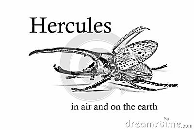 Bug and signature Hercules in air and on the earth Stock Photo