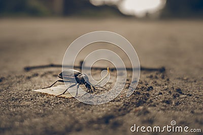 Bug sitting on the road Stock Photo