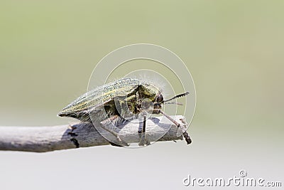 a bug on a twig Stock Photo