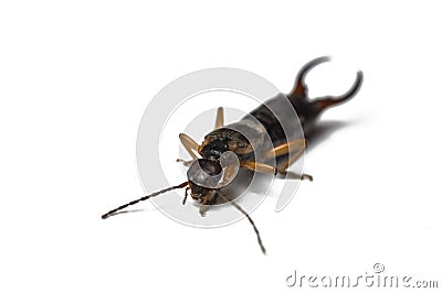 Bug on a white background.Insect isolated on a white background Stock Photo