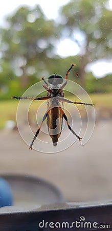 A bug on a window Stock Photo