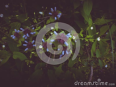 Bugle flower, ajuga reptans in blossom dark and moody effect, selective focus shallow depth of field Stock Photo