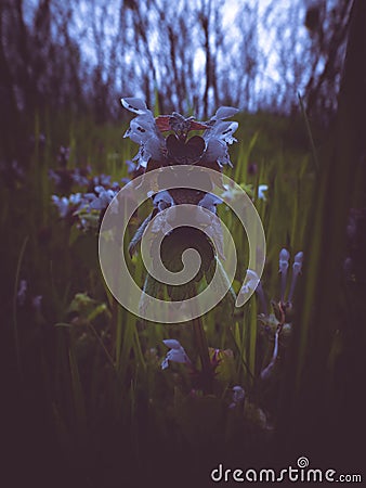 Bugle flower, ajuga reptans in blossom dark and moody effect, selective focus shallow depth of field Stock Photo