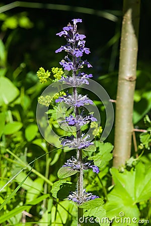 Bugleherb or bugleweed, Ajuga reptans, blossom with bokeh background, close-up, selective focus, shallow DOF Stock Photo