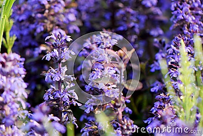 Purple Bugleweed Bunch 08 Stock Photo