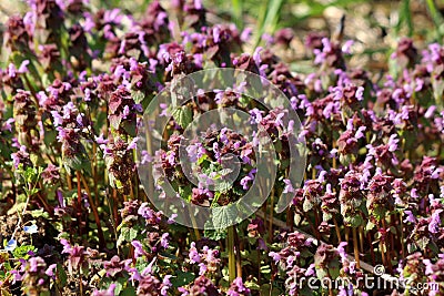 Bugleweed or Ajuga densely planted small herbaceous flowering plants with pink flowers and dark green leathery leaves growing in Stock Photo