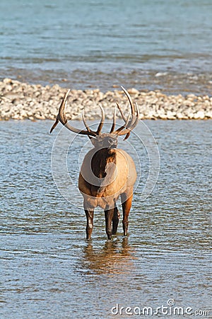 Bugling bull elk, cervus canadensis Stock Photo