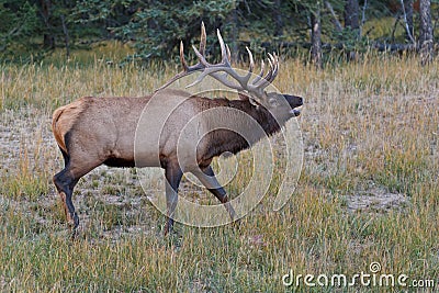 Bugling bull elk, cervus canadensis Stock Photo