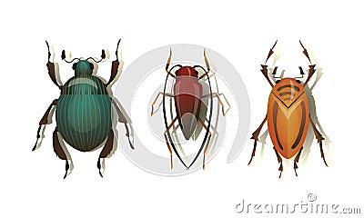 Bugs and Beetle as Coleoptera Insects with Elytra Vector Set Vector Illustration