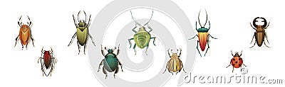 Bugs and Beetle as Coleoptera Insects with Elytra Vector Set Vector Illustration