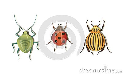 Bugs and Beetle as Coleoptera Insects with Elytra Vector Set Vector Illustration