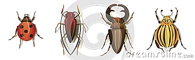 Bugs and Beetle as Coleoptera Insects with Elytra Vector Set Vector Illustration