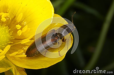 Bugs and beetles Stock Photo