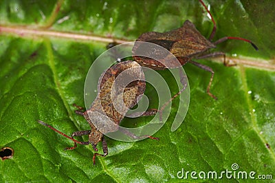 Bugs and beetles Stock Photo