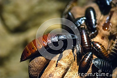 Bugs, cockroaches (close up view) Stock Photo