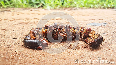 Bugs eating a dead giant Millipede Stock Photo