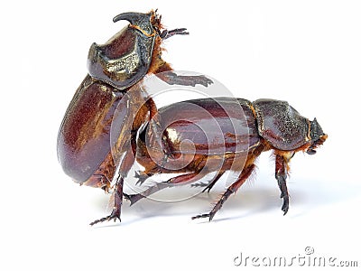 Bugs sex Stock Photo