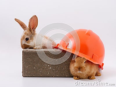 builder's day, symbol of the year easter bunny in a construction helmet on a white background Stock Photo