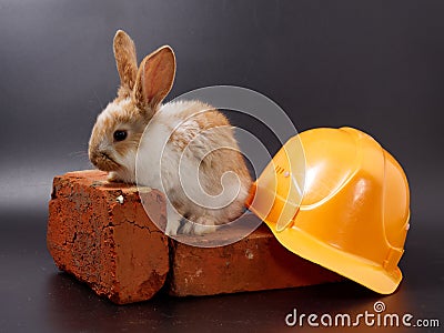 builder's day, symbol of the year easter rabbit on a building brick tile on a black background Stock Photo