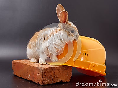 builder's day, symbol of the year easter rabbit on a building brick tile on a black background Stock Photo