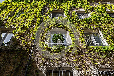 Building exterior covered with creeper Stock Photo