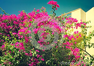 Building facade fragment with beautiful flowers on a balcony. Stock Photo